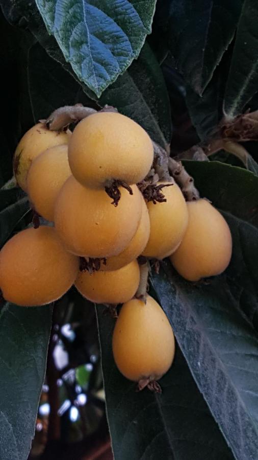 Il Giardino Del Nespolo Acomodação com café da manhã Alghero Exterior foto