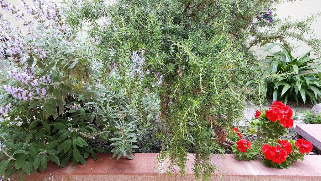 Il Giardino Del Nespolo Acomodação com café da manhã Alghero Exterior foto