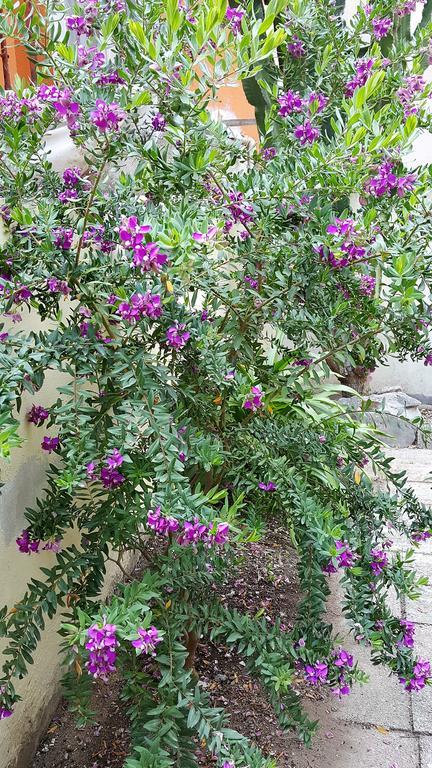 Il Giardino Del Nespolo Acomodação com café da manhã Alghero Exterior foto